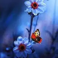 butterfly pic for dp